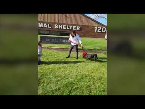 狗狗與主人三年後重逢 (Dog reunites with owners after three years)