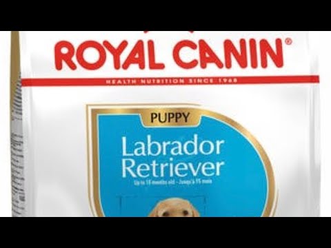 Royal canin puppy food | our next video #labradorcare #labradorpuppies #labrador #royalcanin
