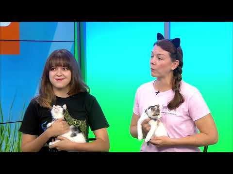 Karma Cat + Zen Dog on News 12 New Jersey's Pet Stop | July 14, 2019