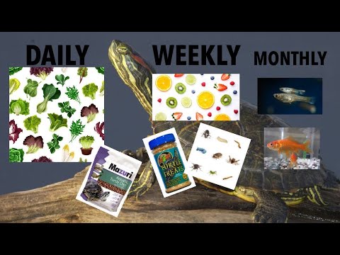 COMPLETE AQUATIC TURTLE DIET | What I Feed My Adult Red Eared Slider