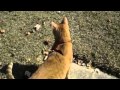 Beat Happening - Catwalk
