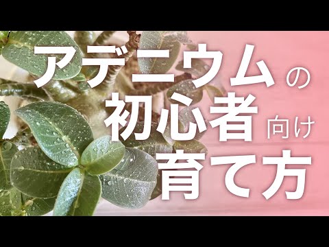 園芸 砂漠のバラの越冬に成功