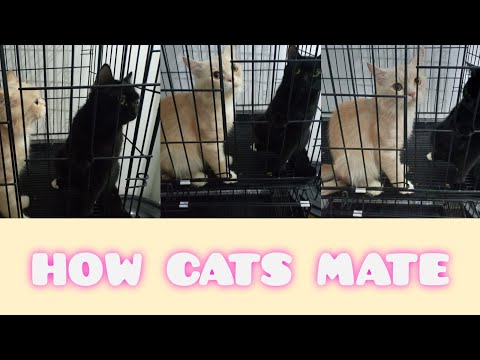 HOW TO KNOW IF CATS MATE IS SUCCESSFUL || EASY WAYS TO FIND OUT