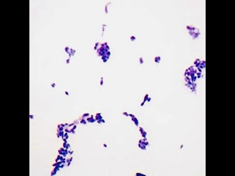 fl.vco - cats and dogs (prod.doc laundry)