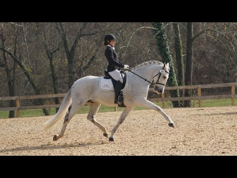 Cavaliere M - Andalusian Dressage Horse - Second/Third Level Work