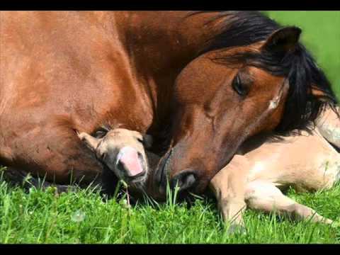 FG Madre y Nostalgia - Luis Lozada El Cubiro