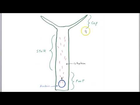 Hammerling part 1:  Early experiments
