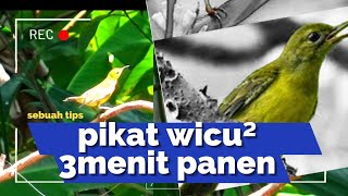 Download lagu Suara Pikat Kolibri Kelapa Betina Memanggil Jantan Paling Ampuh untuk pikat wicu wicu mp3