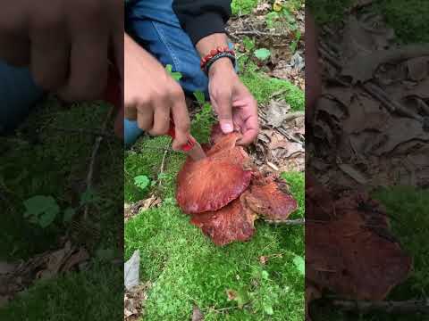 Beefsteak Mushroom 🍄 🥩