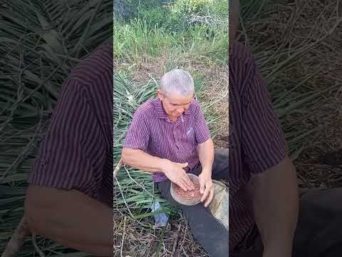 ​Título: Como plantar coentro no Nordeste: O segredo do cultivo na Paraíba 🌿