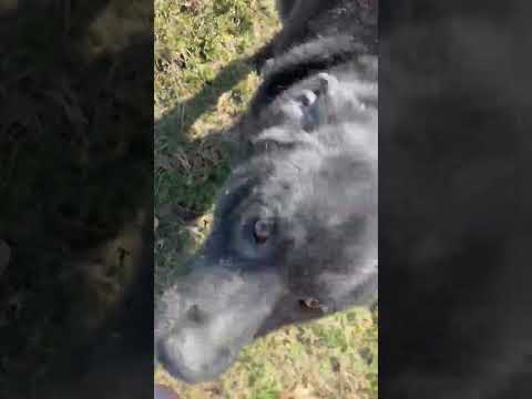 Misty #12, an adoptable Black Labrador Retriever Mix in Killingworth, CT_image-1