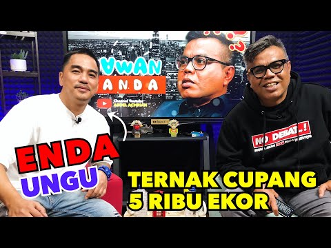 ENDA UNGU - TERNAK CUPANG 5 RIBU EKOR
