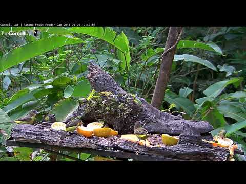 Female Red-legged Honeycreeper – Panama Fruit Feeders – Feb. 5, 2018