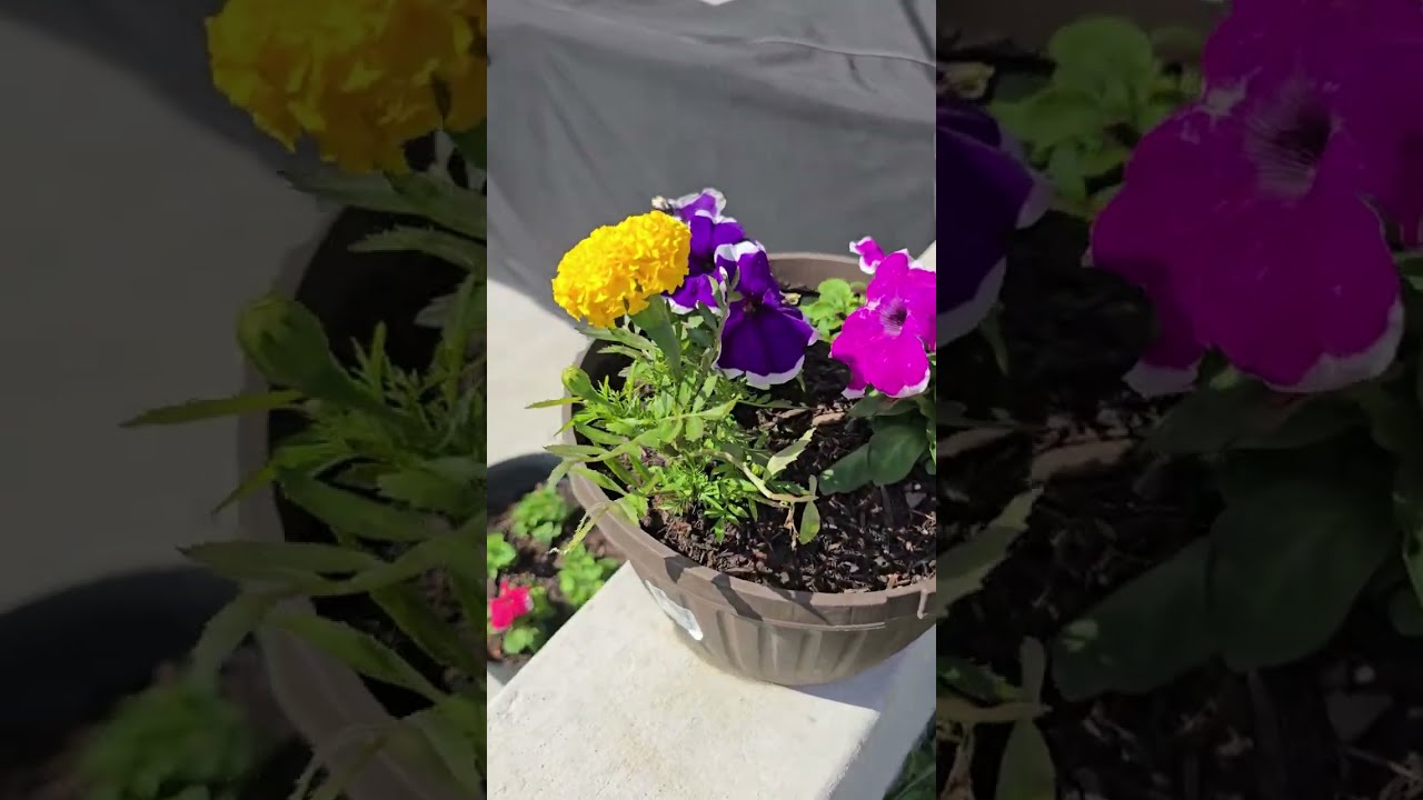 Garden Update: 2 days post-freeze 