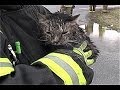 'Miracle Kitty' Survives - Found Alive Under ...