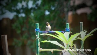 preview picture of video 'Male Ruby Throated Hummingbird Guards His Feed, Rockport, Texas | Sept 2014'