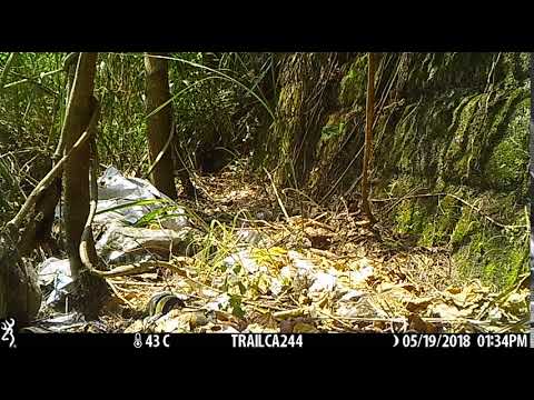 大農大富監測影片（黃喉貂）