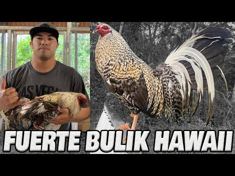 Beautiful Birds Fuerte Farm in Hawaii Keala Fuerte