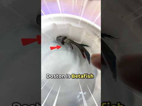 Betta Fish Bimar Ho gyi 😭 | 44/100 | Pets Vlog #minivlog #pets #petsvlog #aquarium #fish