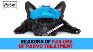 Parvovirus in Dogs: Why dogs can&#39;t survive, even after treatment of Parvo? | Dr. Anirudh Mittal