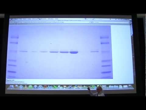 #07 Biochemistry Protein Characterization Lecture for Kevin Ahern's BB 450/550