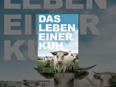Das Leben einer Kuh