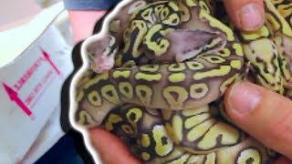 UNBOXING THE MOST FANTASTIC SNAKES! Brian Barczyk