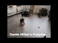 Yochon dogs for sale: Elliott - Video 1