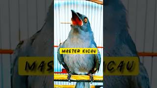 Download lagu SRIGUNTING ABU ISIAN TENGKEK BUTO & PELATUK BAWANG NEMBAK PANJANG #masteranburung #muraibatu mp3