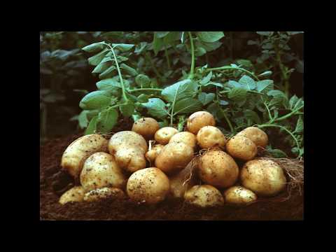 আলুর নাবি ধ্বসা রোগ/ late blight potato