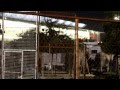 Ringling Bros Circus Presents Dragons 2012 Federal Violations