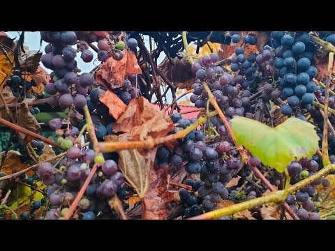 Jak zrobić wino z winogron ? Poradnik w minutę !