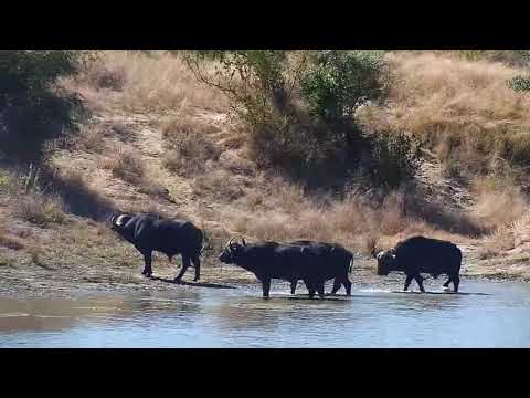 Djuma: Small group of African Buffalo get a sip and dip - 10:34 - 05/14/21