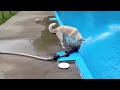 Un perro no muy listo