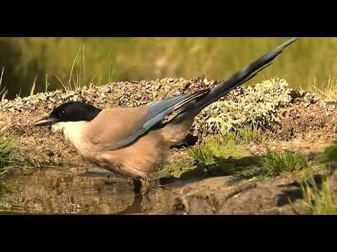 RABILARGO | AZURE WINGED MAGPIE | Cyanopica cyana