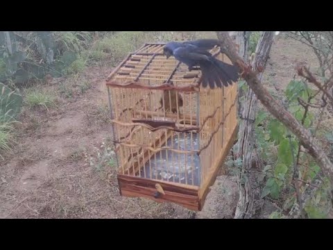 Azulão novinho na pegada 🐾 #natureza #pegadalivre #campear #amor #pegada #criarepresrvar #divertido