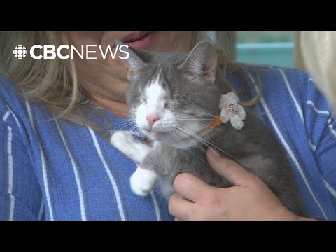 This blind tabby cat from Steinbach, Man., stars in Stephen King film