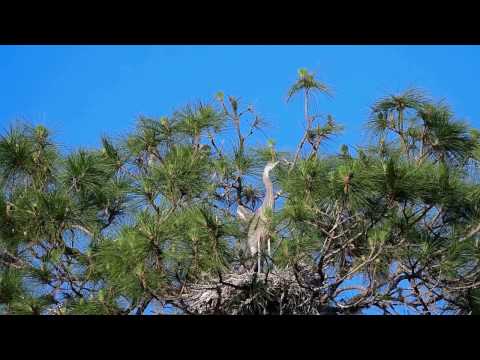 Wing Assisted Balance and Wing Flapping exercises