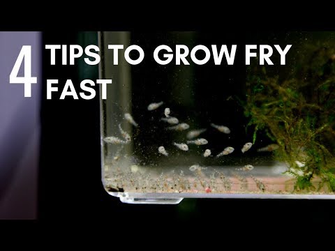 YouTube video about: What to wear to a fish fry?