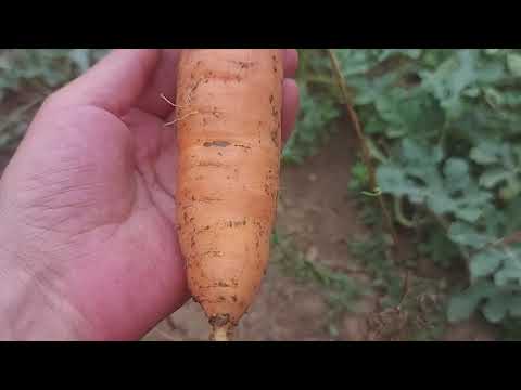 , title : 'Cand se recolteaza morcovii ?'