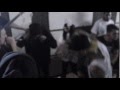 THIRTEENTH - Crooked Cross