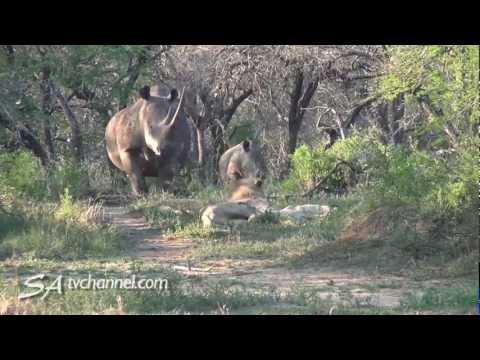Face-Off in the Wild: Rhino vs Lions in Surprise Encounter