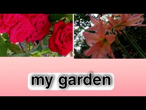 my garden tour my beautiful garden💐