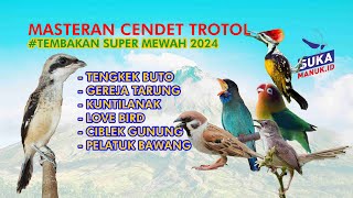 Download lagu MASTERAN TROTOLAN BURUNG CENDET CALON JUARA LOMBA‼️MATERI PALING DI INCAR JURI‼️ mp3