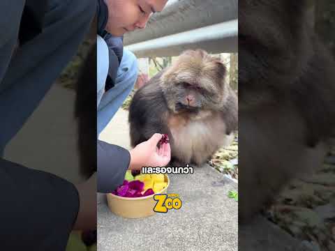 ลิงอ้วนแสนสุภาพ ถึงแม้จะหิวมากก็ตาม