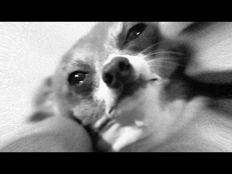 Kermit's Nightmare (nasty meme)