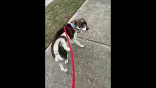 Video preview image #1 Unknown-pomeranian spitz Mix Puppy For Sale in Holly Springs, NC, USA