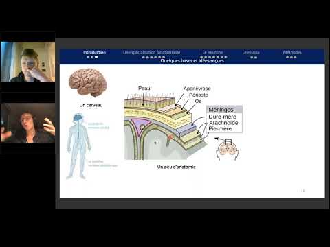 Sciences Cognitives - Cours 2 (07/10/20) - Neurosciences : de la cellule au comportement