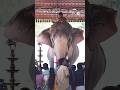 Thechikottukavu Ramachandran Kerala Elephant Thechikottukavu Pooram Raman Largest Asian Elephant
