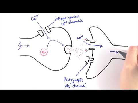 A2 Biology - Cholinergic synapses (OCR A Chapter 13.5)